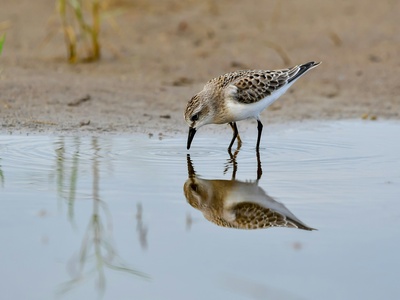 Little Stint