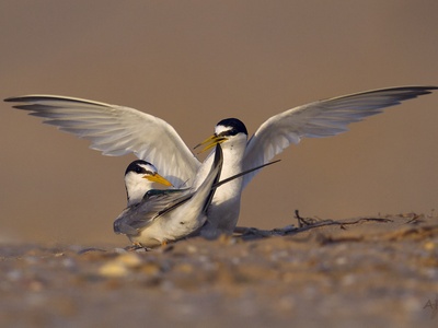 Little tern