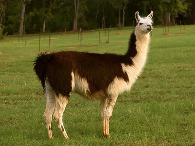 Llama