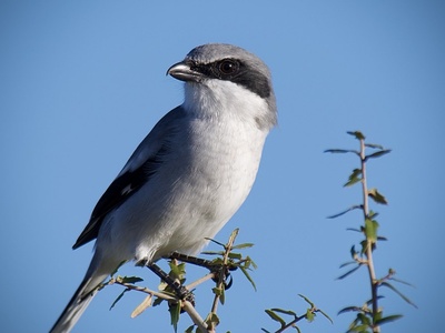 Loggerhead Shrike