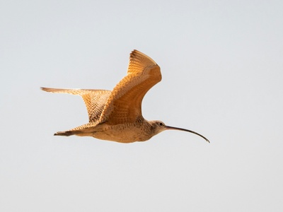 Long-billed Curlew