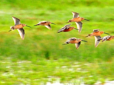 Long-billed Dowitcher