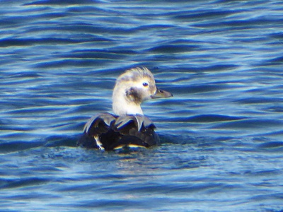 Long-tailed Duck