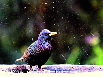 Long-tailed (Reed) cormorant