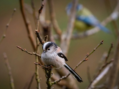 Long-tailed Tit