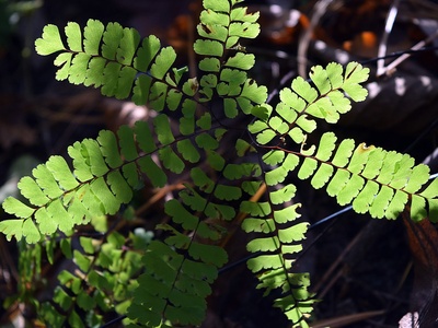 Maidenhair fern