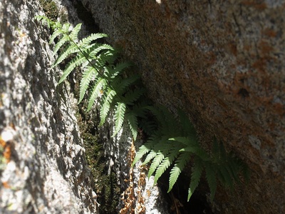 Male fern