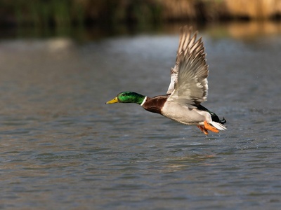 Mallard