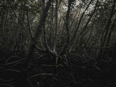 Mangrove forests