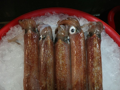 Market squid