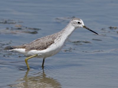 Marsh Sandpiper