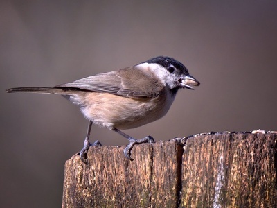 Marsh Tit