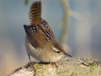 Marsh Wren