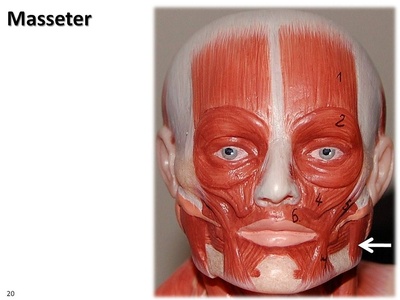 Masseter