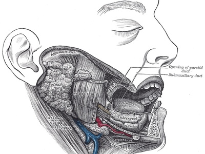 Masseter