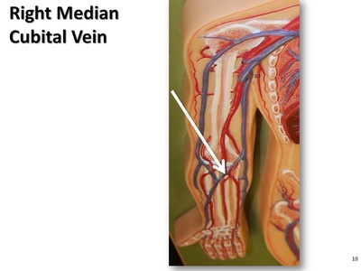 Median cubital vein