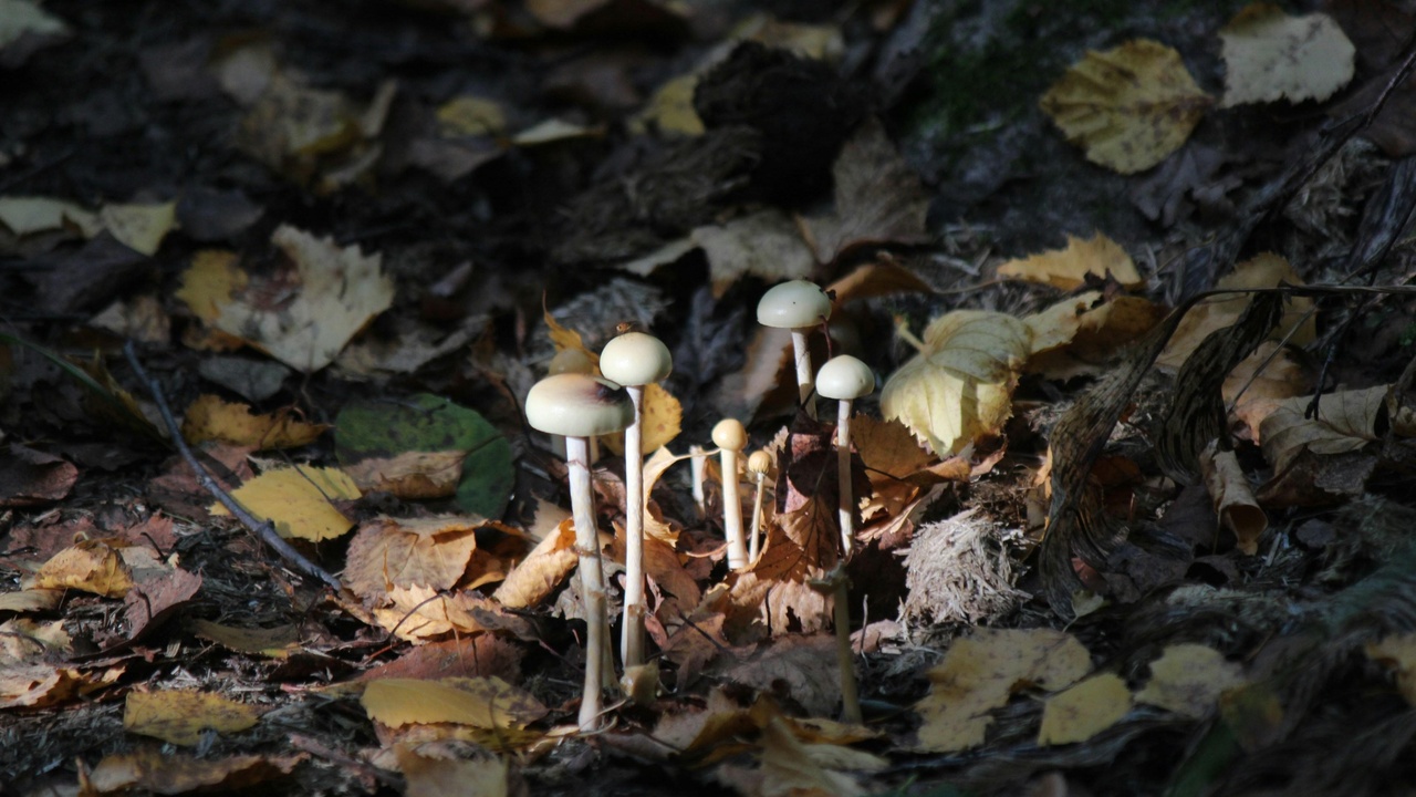 Illustration of dynamic food web and disturbance effects on ecosystem balance