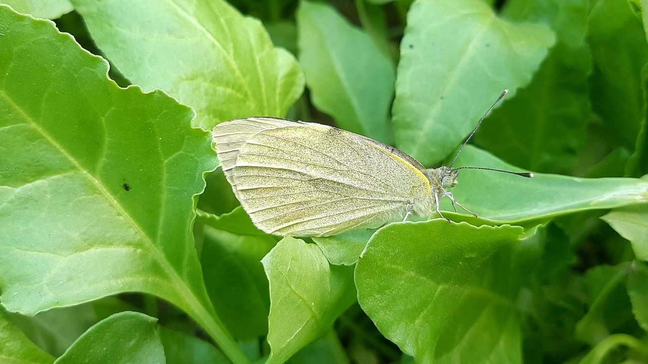 Diagram showing species interactions and resilience thresholds
