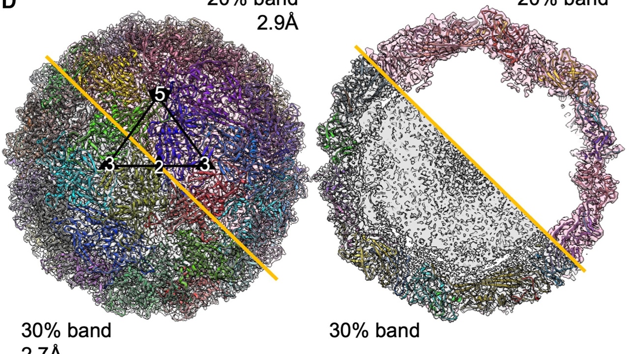 High-resolution structural model of a protein obtained by cryo-electron microscopy.