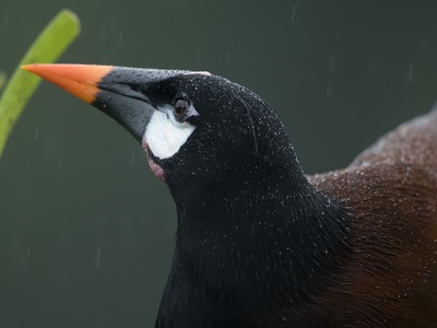 Montezuma Oropendola