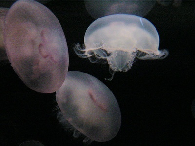 Moon jelly