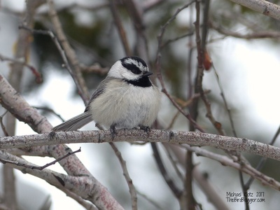 Mountain Chickadee