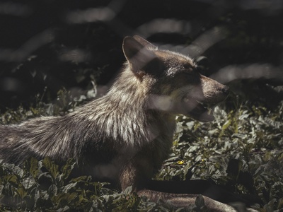 Mountain pygmy‑possum