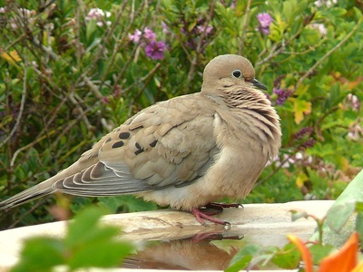 Mourning Dove