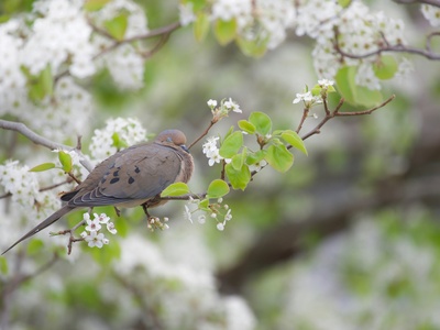 Mourning Dove