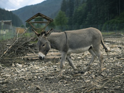 Mule deer (resource-bearing wildlife)
