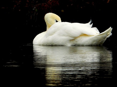 Mute swan