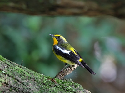 Narcissus Flycatcher