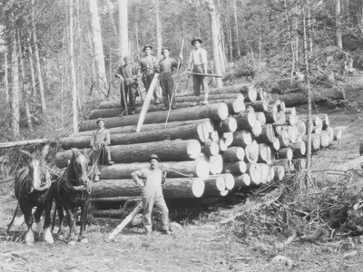 Native timber & forest resources