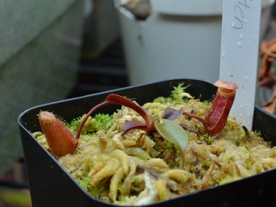 Nepenthes attenboroughii