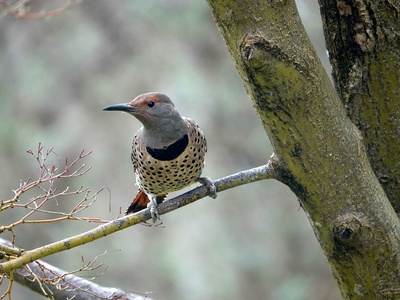 Northern Flicker