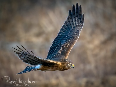 Northern Harrier