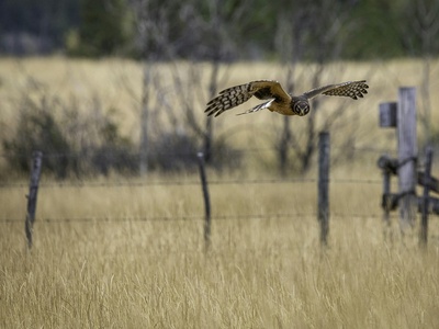 Northern Harrier