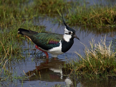 Northern Lapwing
