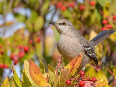 Northern Mockingbird