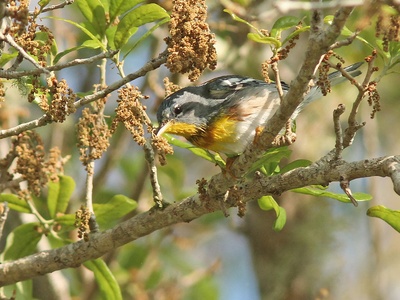 Northern Parula