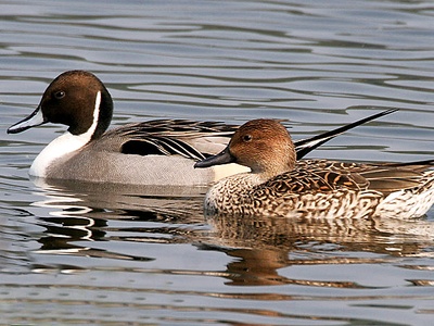 Northern Pintail