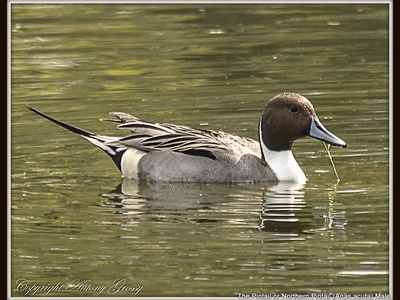 Northern Pintail