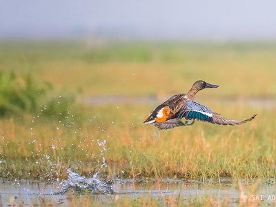 Northern shoveler