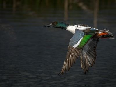 Northern Shoveler