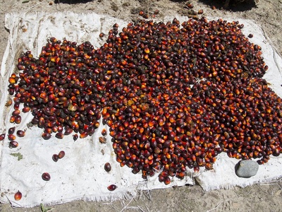 Oil palm (palm oil)