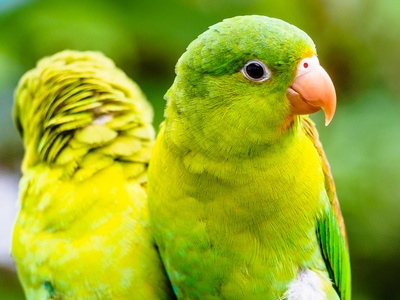 Orange-chinned Parakeet