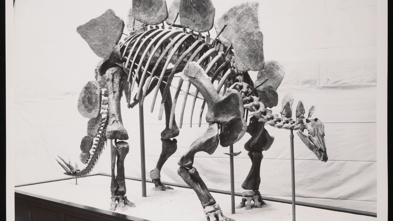 Museum displays of vertebrate, invertebrate, and plant fossils