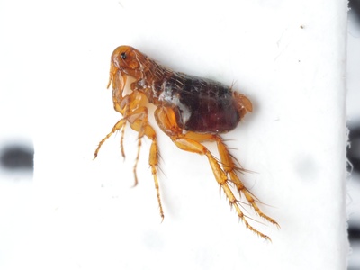 Oriental rat flea