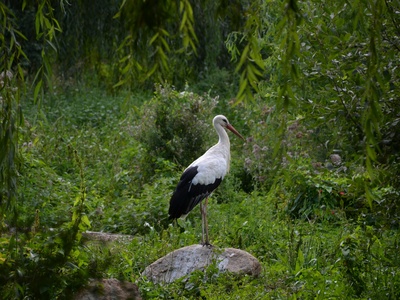 Oriental Stork