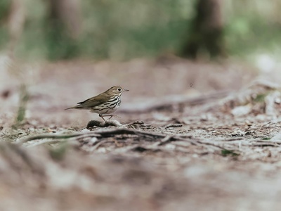 Ovenbird